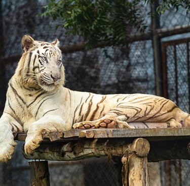 The Tiger is resting after feeding on its kill.