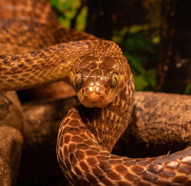 serpiente post surya reiki costa del sol