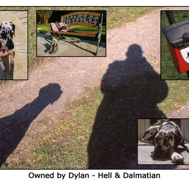dogs, pups, Dalmatian, shadows, out walking