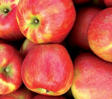 barrel of honeycrisp apples