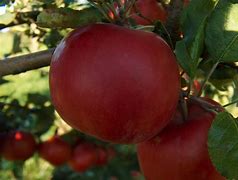 mcintosh apples hanging on branch of tree