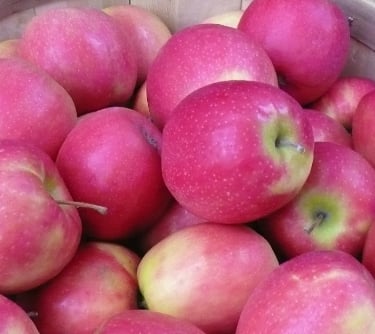 pink lady crisps pink apples in barrel