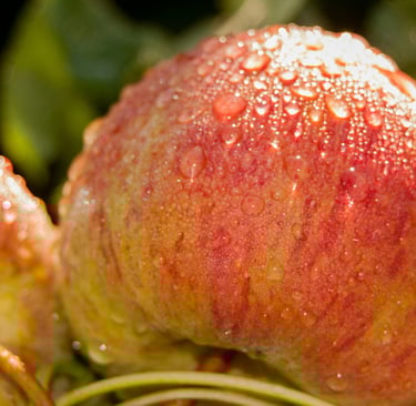 royal gala apples with water drops  on them