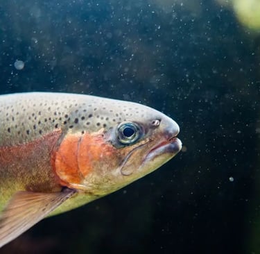 steelhead trout swimming in river 