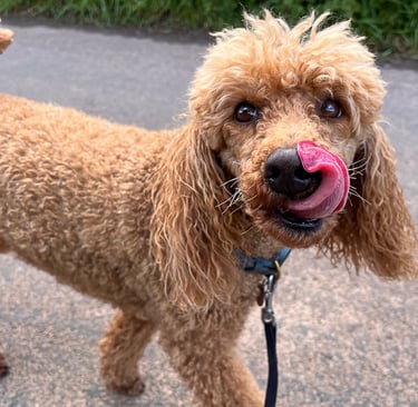 Small dog with tongue out