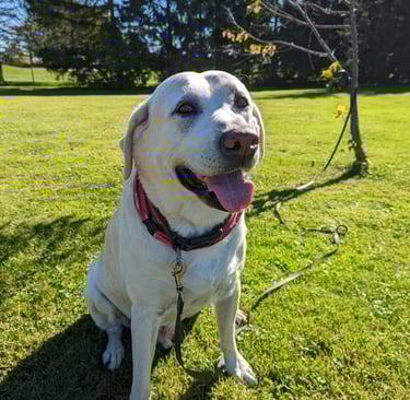 Picture of Max on a walk in tavistock