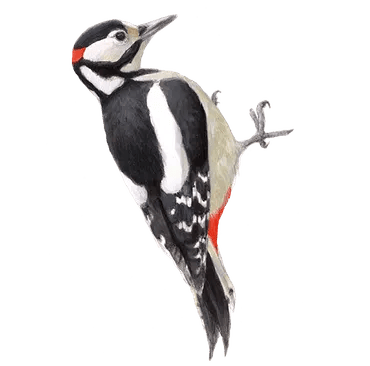 Grote Bonte Specht.  Copyright  Vogelbescherming Nederland /Elwin van der Kolk