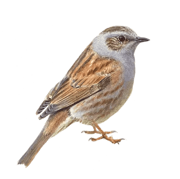 Heggenmus/ Copyright Vogelbescherming Nederland/ Elwim van der Kolk