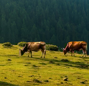 Animal grazing on mushkpuri top