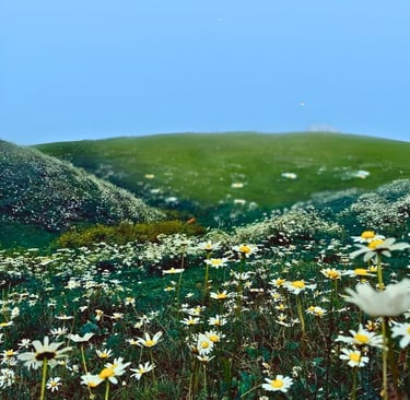 Daisy flowers on mushkpuri