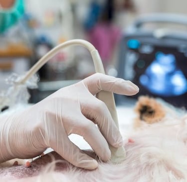 Imagen de una ecografía a un perro, en una clínica veterinaria