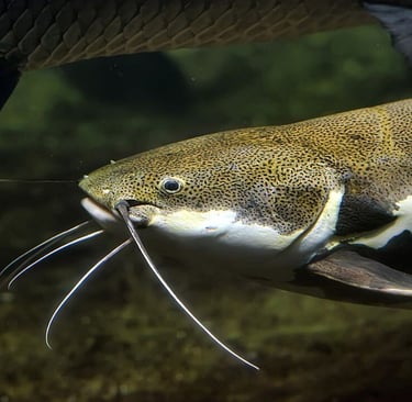 bagre na Lagoa dos Patos