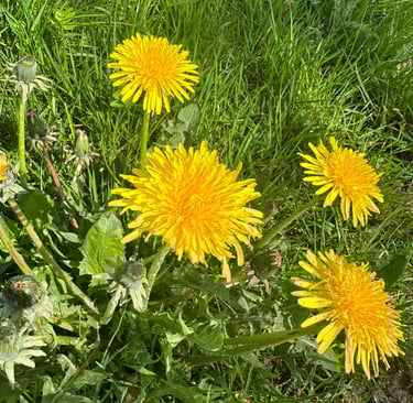 a bunch of yellow flowers in a field