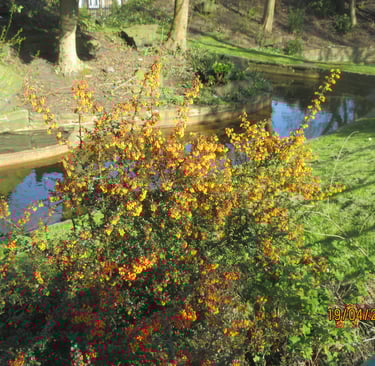 a bushy tree with orange flowers in the foreground