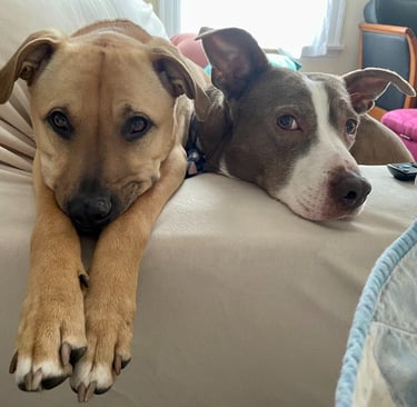 Dos perros tumbados en un sofá con las patas en el sofá