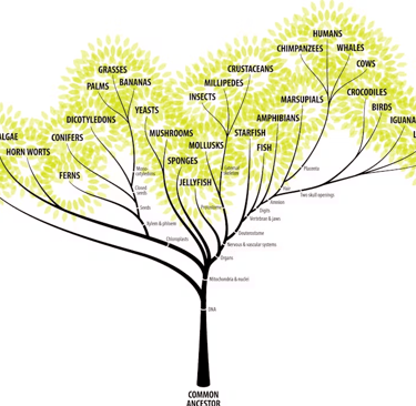 Cute Phylogenic Tree