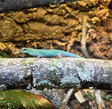 Turquoise Lineage male – Bright Aqua Blue with Golden Underside