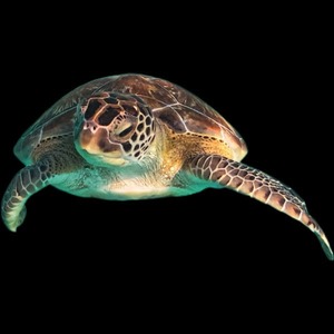 a turtle turtle turtle turtle turtle turtle turtle turtle turtle turtle turtle turtle turtle turtle turtle