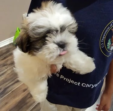 Home raised Shih Tzu puppies