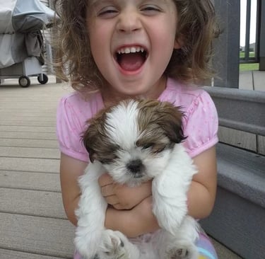 Shih Tzu puppies in USA
