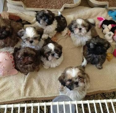 shih tzu temperament