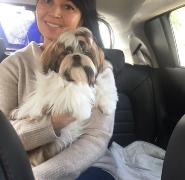 Family raised Shih Tzu puppies