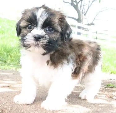 Shih Tzu breeders near me