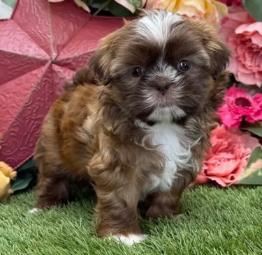 Buy Shih Tzu puppy