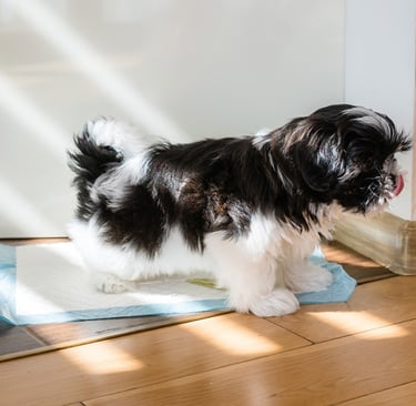 Shih Tzu Puppy Training Tips