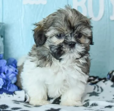 Shih Tzu puppy cost