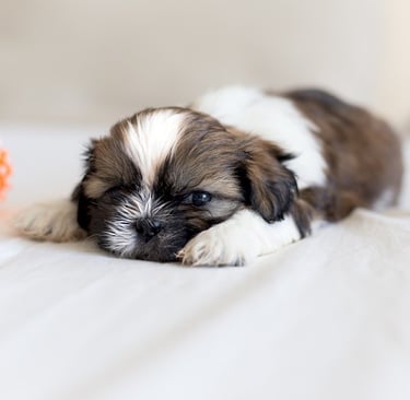 Shih Tzu Potty Training