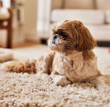 Do Shih Tzus Shed?