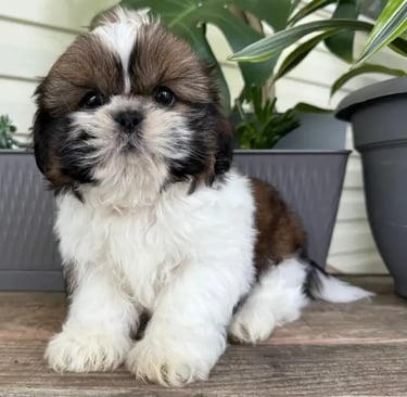 Shih Tzu breeders