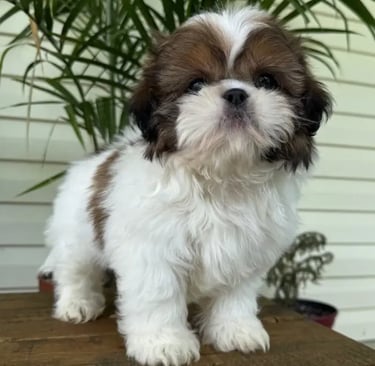 Shih Tzu puppies near me
