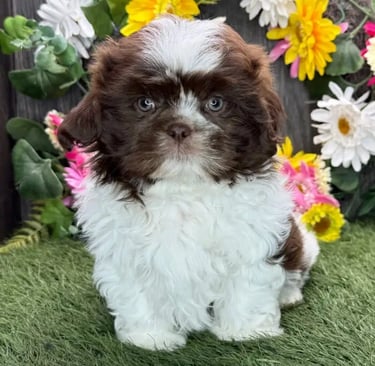 Shih Tzu puppy for sale