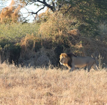 A magnificent male lion at Deception Valley Private Reserve