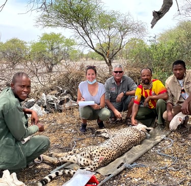 Dr Erik and the research team placing a satellite tracking collar on a immobilized cheetah