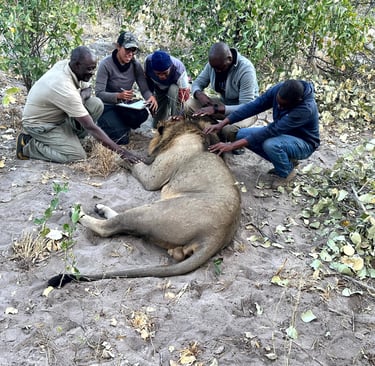 The CLAWS lion co-existence team examining an immobilized male lion
