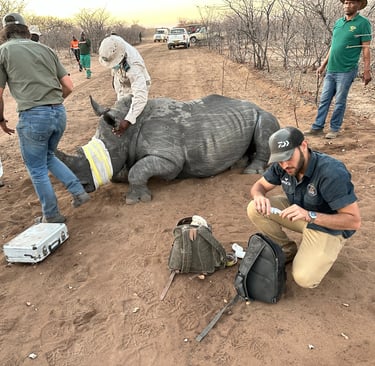 the veterinary team preparing an immobilized young rhino for loading and transportingrhino for  