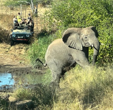 An elephant at Limpopo-Lipadi Wildlife and Nature Reserve