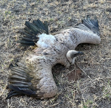 an injured white backed vulture