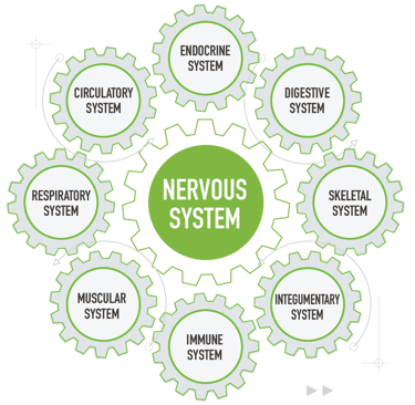 The Wellness Way Swiss watch principle describes whole body approach