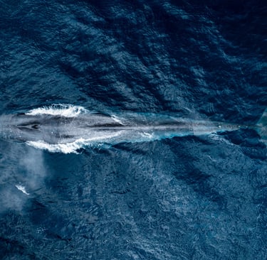 Blue whale comming up for air in Alor, Indonesia
