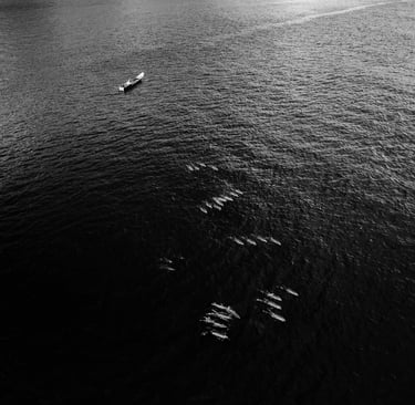 Black and white aerial view of a small boat and a pod of dolphins swimming in the ocean.