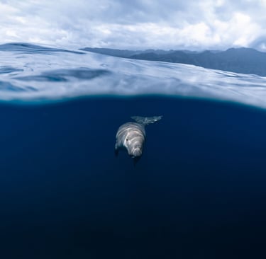 split shot of a dugong swimming close to the surface 