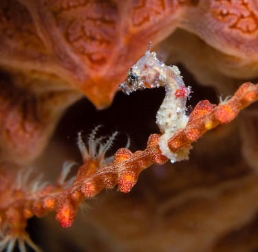 A Pygmy Seahorse in Alor, Indoneisa