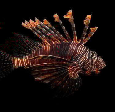 A lion fish in Alor, Indoensia