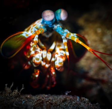 A peacock Mantis Shrimp in Alor, Indonesia