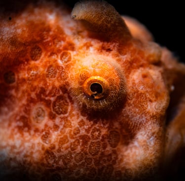 Close up of a frogfish in Alor, Indonesia