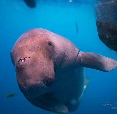 dugong in alor